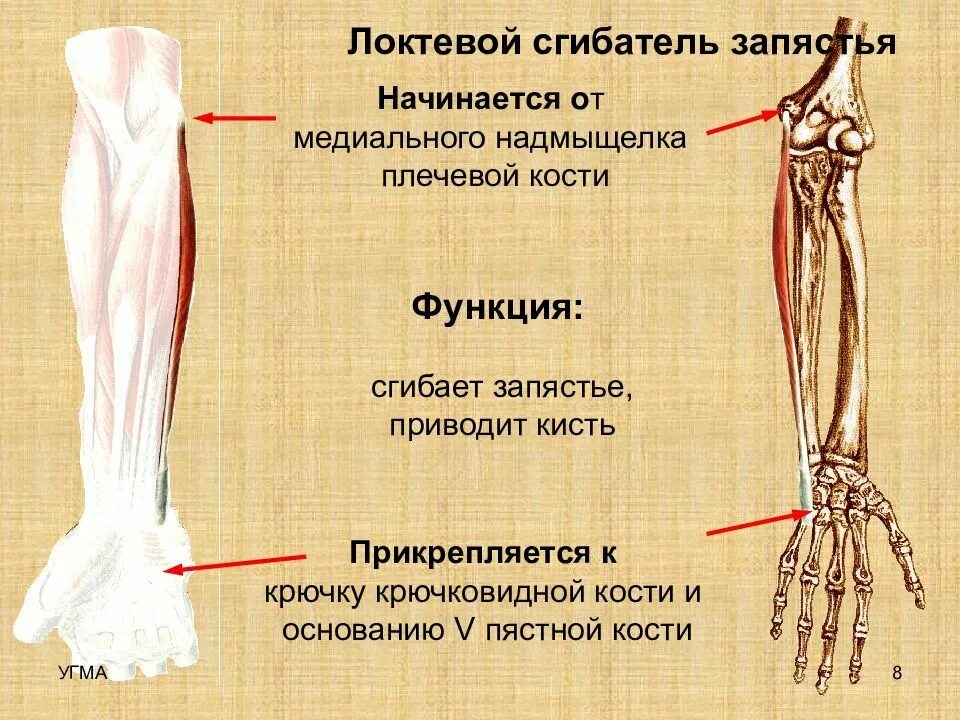 Картинки ЗАКРЫТЫЙ ПЕРЕЛОМ ВНУТРЕННЕЙ