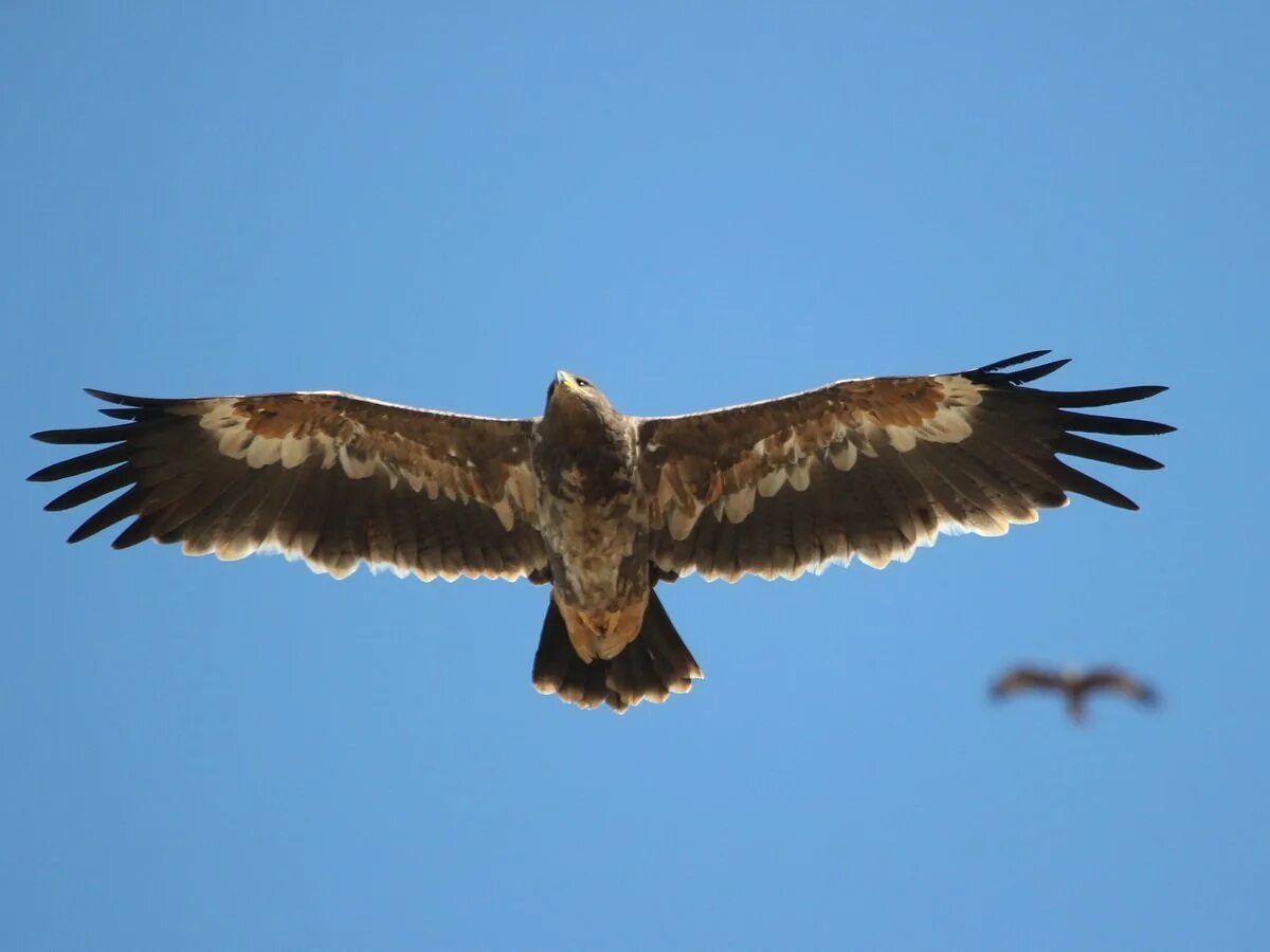 Орел степная птица. Степной Орел. Степной Орел Крыма. Степной Орел в Казахстане. Степной Орел в степи.