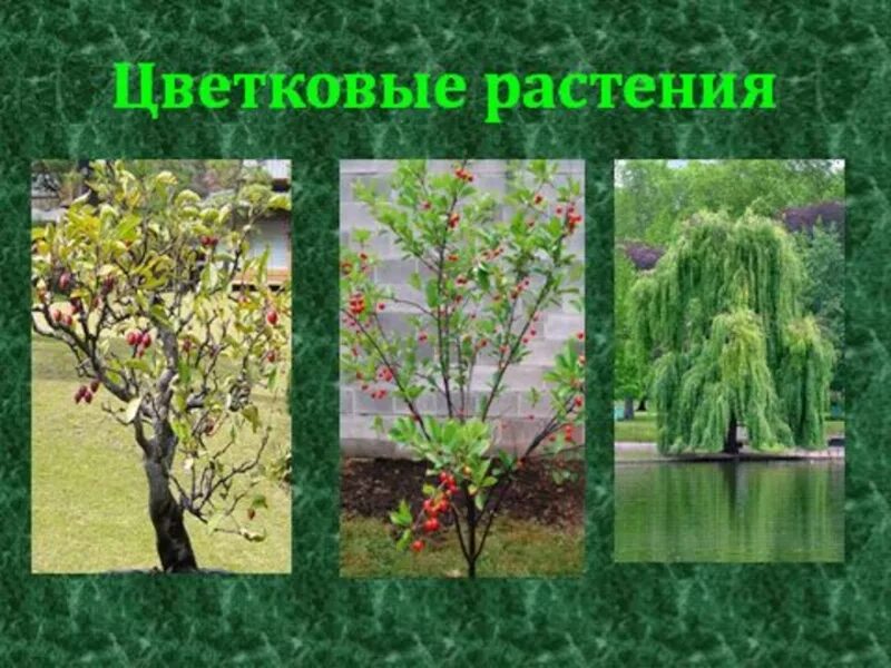 Растения примеры 2 класс Группы растений 1 класс