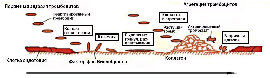 Факторы образования тромба. Адгезия и агрегация тромбоцитов. Схема адгезии тромбоцитов. Адгезия и агрегация тромбоцитов схема. Стадии агрегации тромбоцитов.