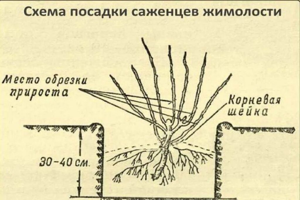 Расстояние между кустами смородины при посадке. Схема посадки жимолости. Жимолость каприфоль схема посадки. Схема посадки смородины. Обрезка жимолости.