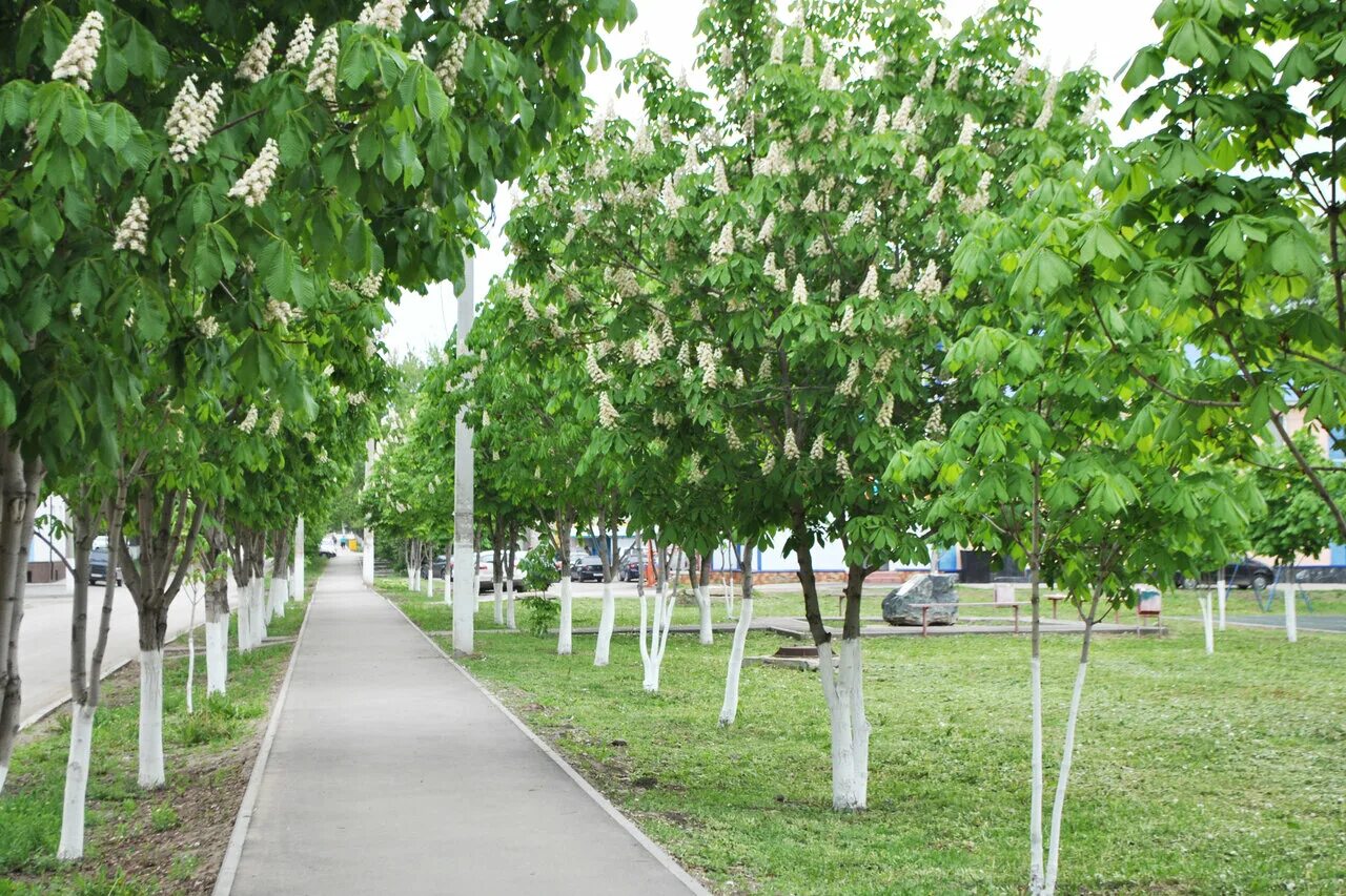неман каштановая аллея. каштановая аллея киев. калининград парк каштановая аллея. каштановые аллеи в москве. каштановая аллея отзывы.