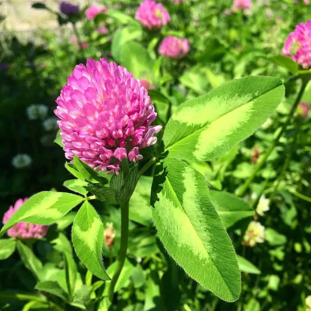 Красный Клевер (Red Clover). Клевер пунцовый. Клевер Кадзухи. Клевер инкарнатный пунцовый.