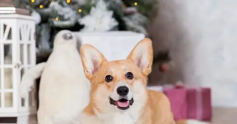 Новая корги