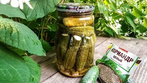 Мариновать огурцы горчицей