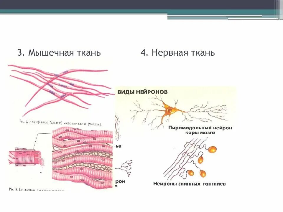Функции клеток мышц
