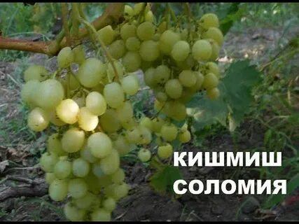 Кишмиш соломия