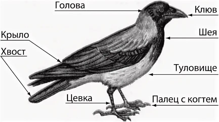 Внешнее строение птиц органы расположенные на голове