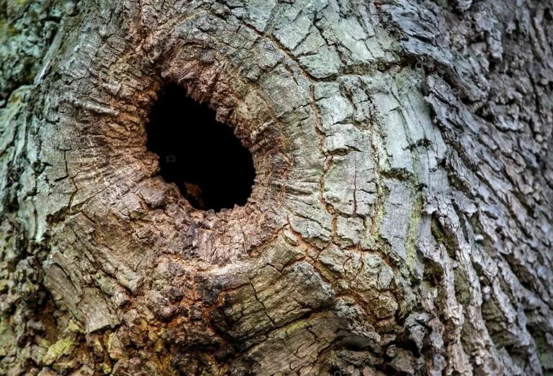 Раздолбанное дупло. Дерево с дуплом. ствол дерева с дуплом. дерево с дуплом внизу. сквозное дупло в дереве.