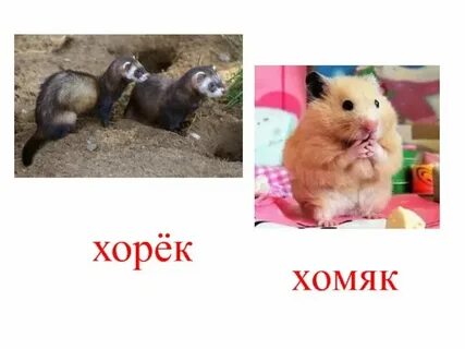 Мы хомяки и мы хомячим текст