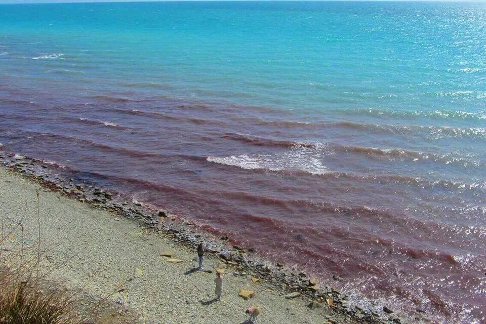 Красное море в Анапе 2022. Черное море зацвело 2022. Черное море Анапа вода загрязненная. Черное море цветет Анапа. В анапе есть вода