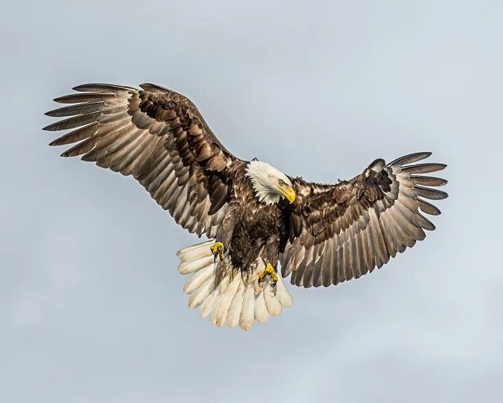 bald eagle flying This Way Bald Eagle #in-flight #bif #landing #Lens #bird #wild