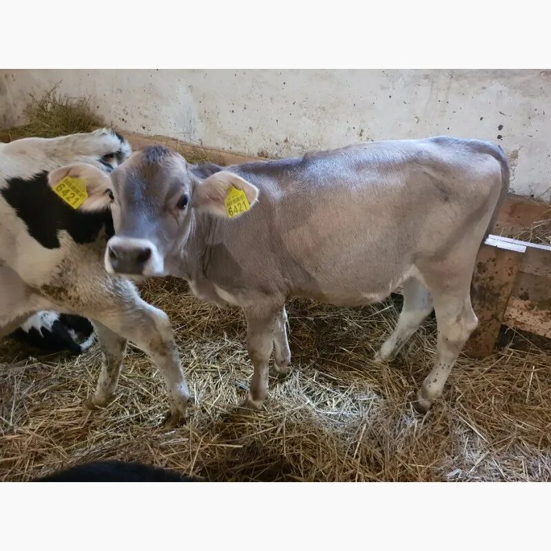 Симменталы бычок 120 кг. Кфх герефорд. Авито ставропольский край бычки. Герефорд новорожденный теленок. Телята бычки.