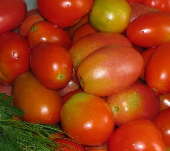 Консервирования и засолки сорт. Сорта томатов для консервирования. сорта помидор для консервирования. засолка помидор. помидоры для засолки лучшие сорта.