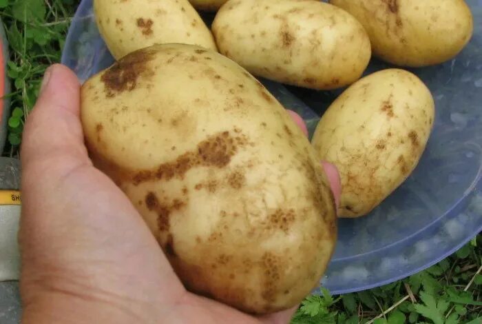 Винета сорт картофеля. Картофель Джувел. Картофель семенной Винета 3+. Картошка сорт Винета.