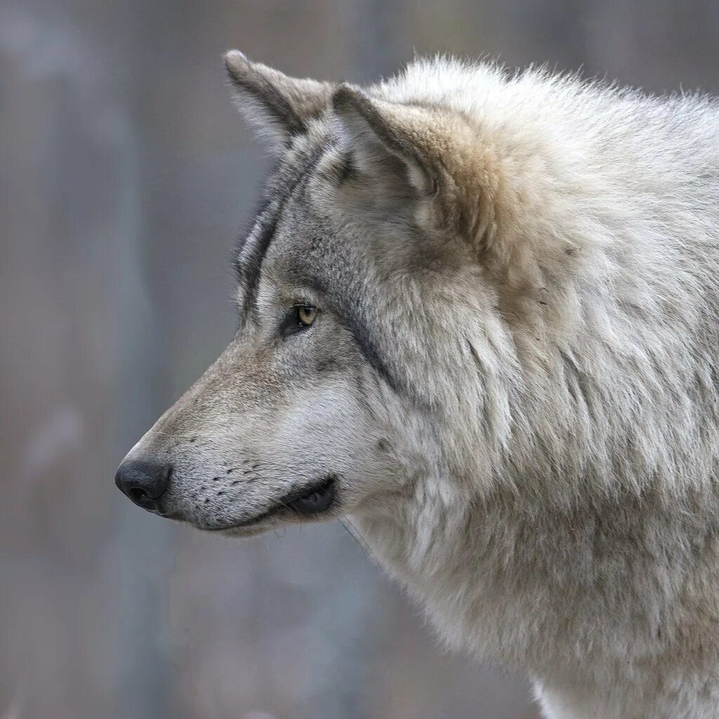 Макензийский Тундровый волк. Волкособ Акелла. Волк обыкновенный (canis Lupus). Канадский волк Акелла.