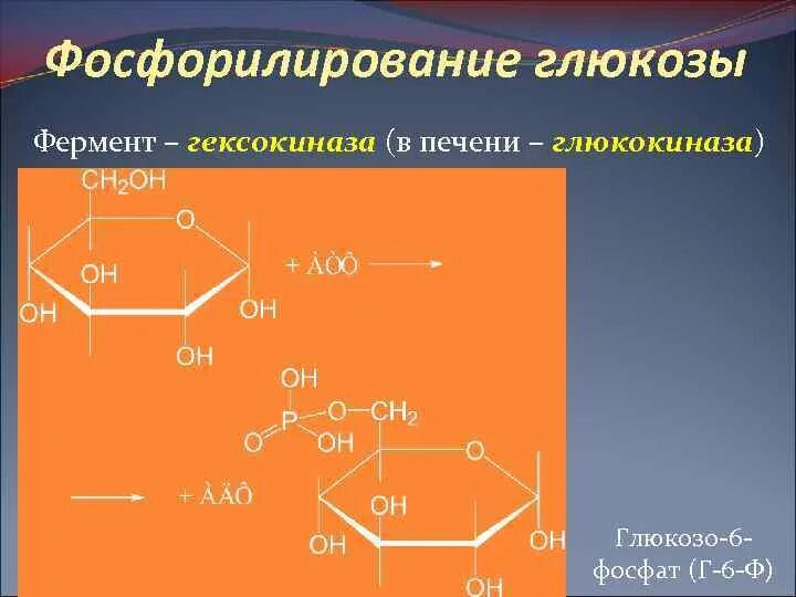 Фермент гексокиназа. Глюкозо 6 фосфат формула. Глюкоза глюкозо 6 фосфат фермент. Пути использования глюкозо 1 фосфата схема. Глюкоза глюкозо 6 фосфат фермент.