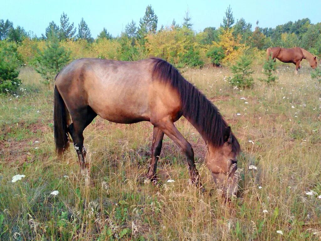 Продажа лошадей иркутский. Дикая лошадь Иркутск. Иркутская лошадь. Лошади в Иркутской области. САП лошадей в Иркутской области.