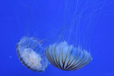 Морская теле