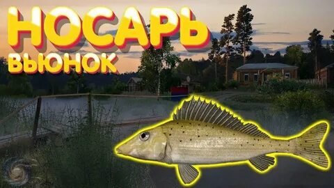 Вьюнок ерш носарь