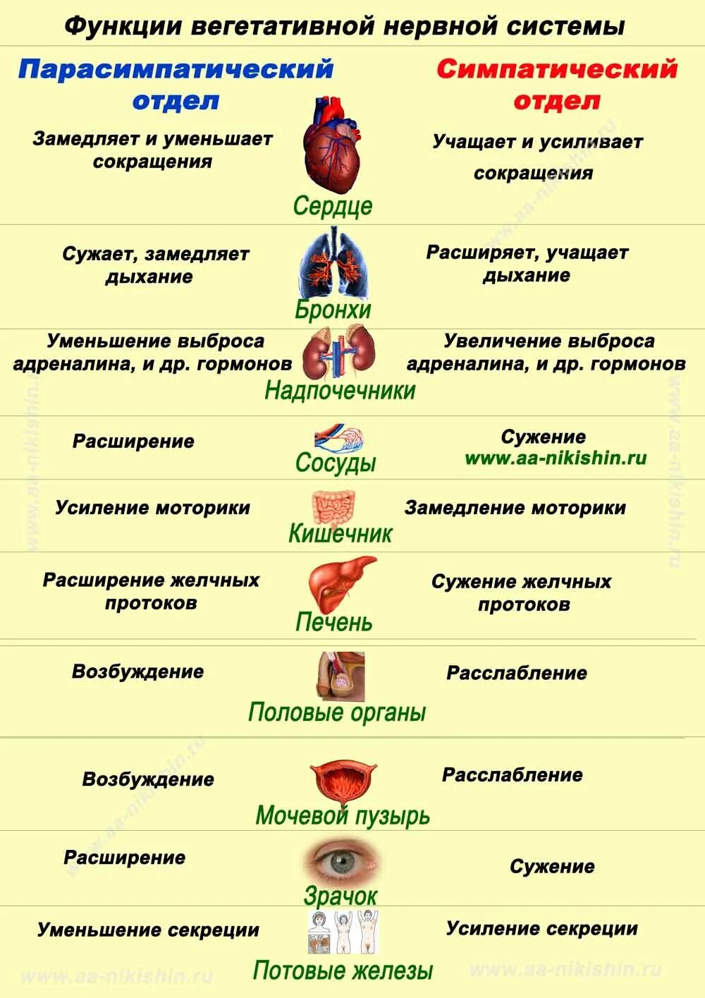 Действия симпатического и парасимпатического отделов