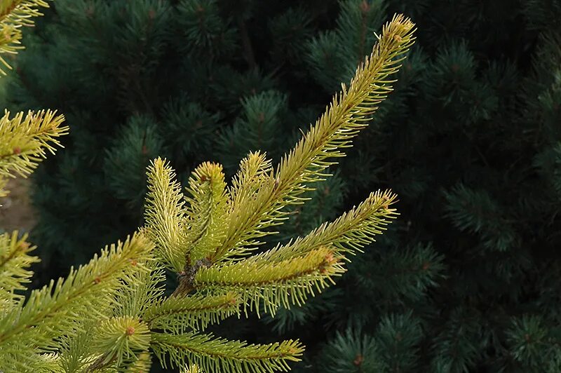 Picea aurea. Ель ауреа магнифика. ель обыкновенная ауреа магнифика. ель обыкновенная magnifica aurea. магнифика ауреа picea.