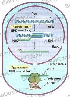 Реализация наследственной информации транскрипция