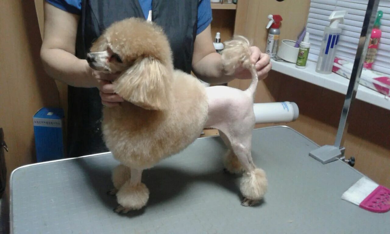 Салон красоты для животных. Лысая болонка мальтезе. Аффенпинчер груминг. Салон для собак. Парикмахерская для животных.