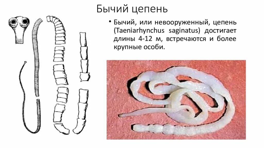 Бычий цепень относится к плоским червям. Ленточные черви бычий цепень. Ленточные черви свиной цепень. Ленточный червь бычьего цепня. Ленточный червь цепень.