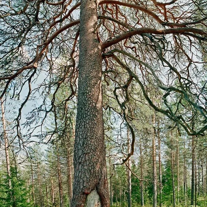 Карсико