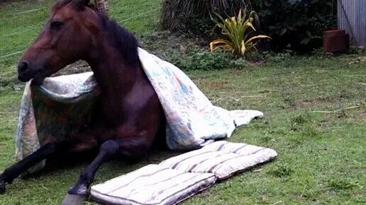 Horse blanket. Лошадь девушка в одеяле. Женщины верхом на лошадках пони. Batroblox:horse blanket. Четвертная лошадь.