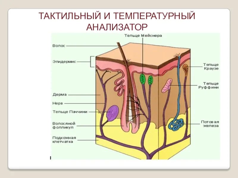 Функция холодовых рецепторов кожи. Кожный температурный анализатор строение. Периферический отдел температурного анализатора. Кожно температурный анализатор строение и функции. Кожный тактильный анализатор строение.