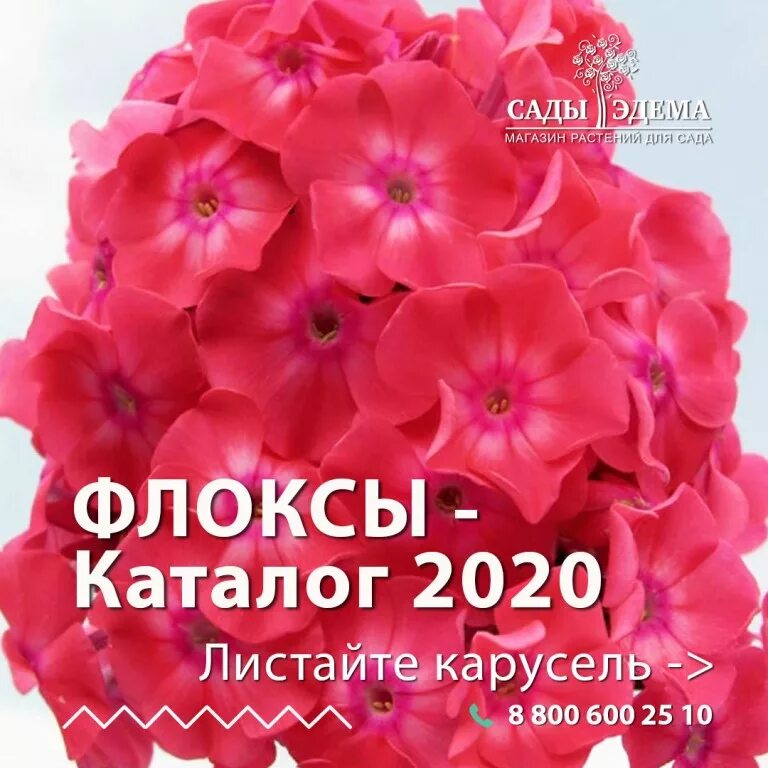 Сады эдема интернет магазин. Сады эдема питомник. Интернет сады эдема каталог. Сады россии сады эдема. Сады эдема питомник.