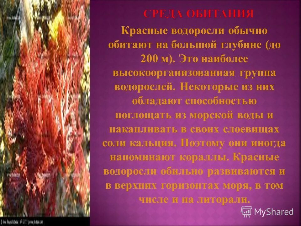 Почему водоросли красные