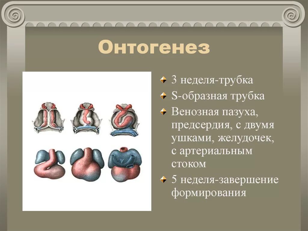 Онтогенез. Развитие сердца в онтогенезе. Онтогенез сердца анатомия. Онтонеге сердца анатомия. Онтогенез книги