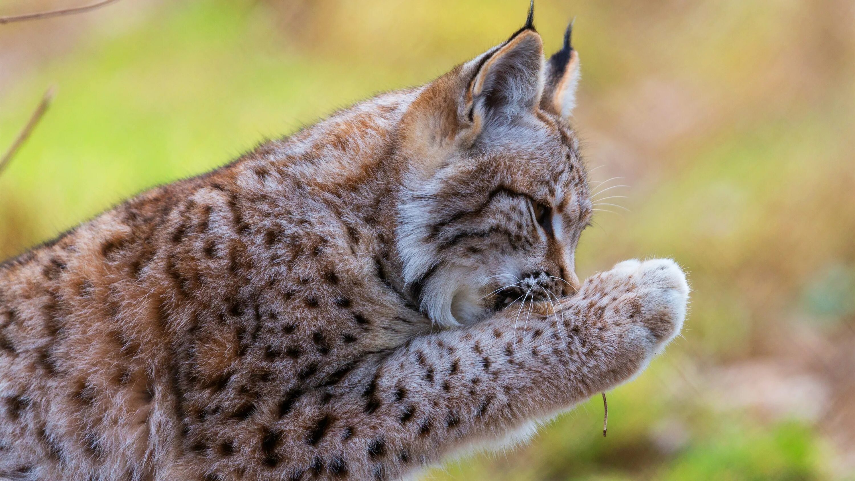 Рысь в башкирии. Обыкновенная рысь lynx lynx. пятнистая рысь. сибирская рысь. лапа сибирской рыси.