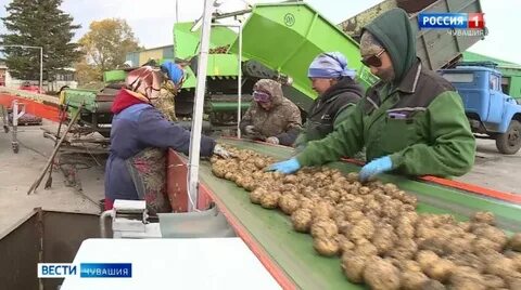 Картофель чувашия