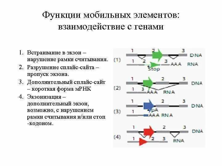 Экзоны функции. Функции Гена экзоны. Функции мобильных элементов. Мобильные элементы генома эукариот.