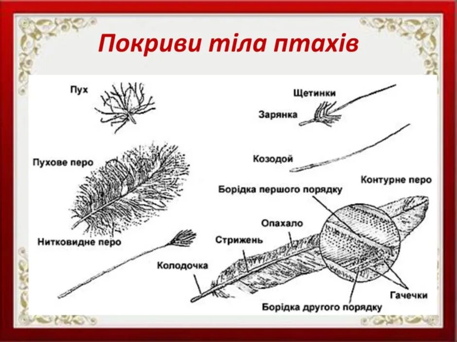 Пуховое перо птицы. Пуховые перья строение. Пуховое перо и его основные части. Пуховое перо и его строение.