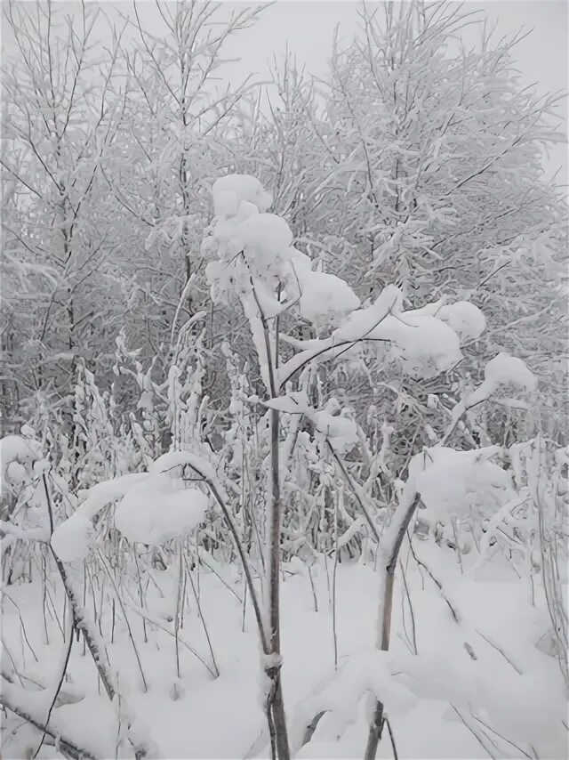 Снежком припорошило