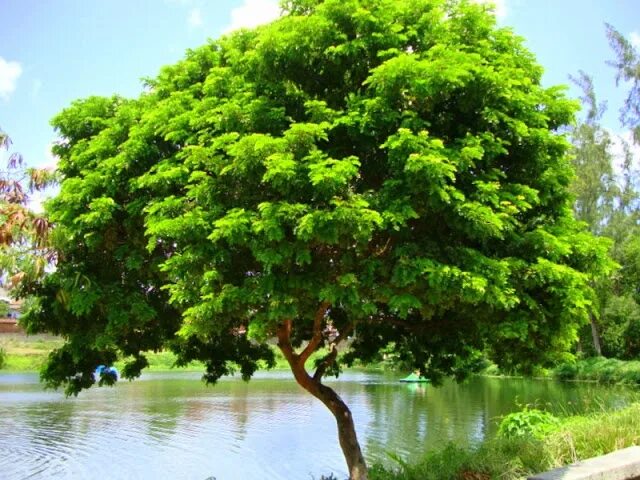Бразильское дерево фото How gene editing could create carbon-sucking trees to help address the climate c
