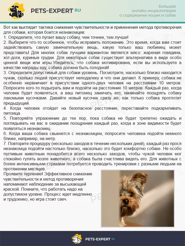 Как отучить собаку бояться