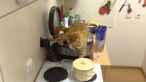 Коты гадят дома
