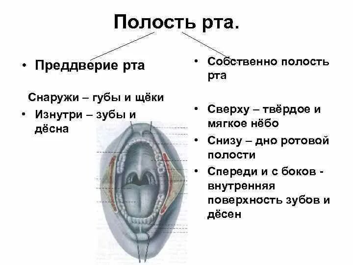 Ротовая полость относится. Полость рта преддверие и собственно полость рта. Строение преддверия ротовой полости. Верхний и Нижний свод преддверия рта. Строение ротовой полости преддверие рта.