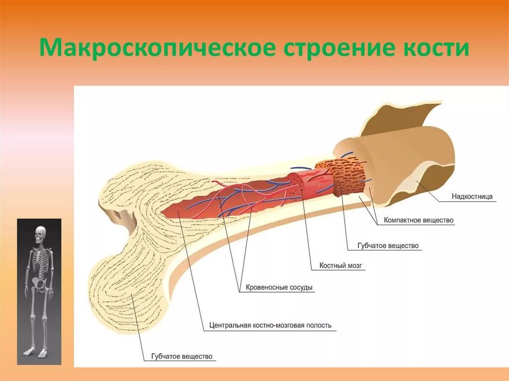 Костномозговая полость компактное вещество надкостница губчатое. Строение кости человека в разрезе. Строение кости надкостница кость. Костный мозг и надкостница. Губчатое вещество с красным костным мозгом.