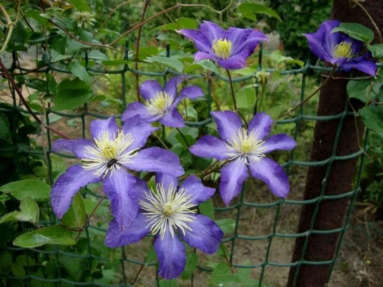Pin on Jardinería Clematis, Garden, Plants