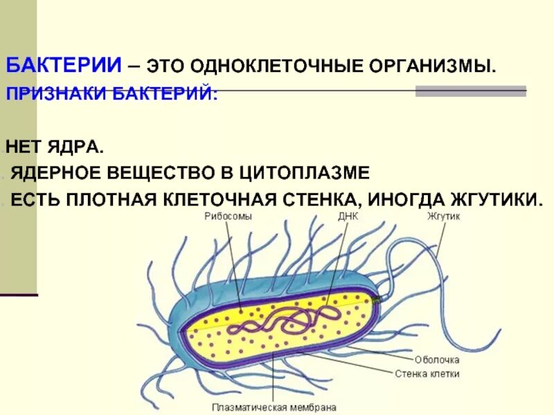 Строение одноклеточных бактерий. Дополнительные структурные компоненты бактериальной клетки. Строение бактерии 6 класс. Строение бактериальной клетки и размножение. В клетках бактерий есть ядро