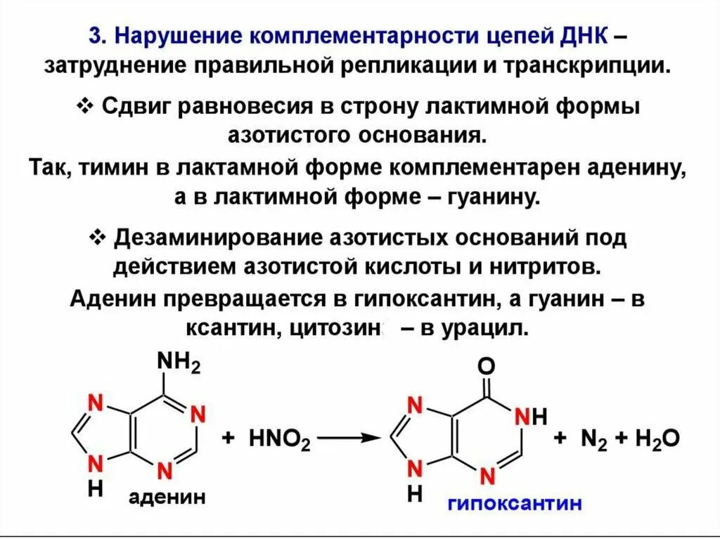 Замена аденина на тимин изменение плоидности клетки. Дезаминирование аденина и гуанина. Дезаминирование гуанина реакция. Дезаминирование цитозина. Ферментативное дезаминирование гуанина.