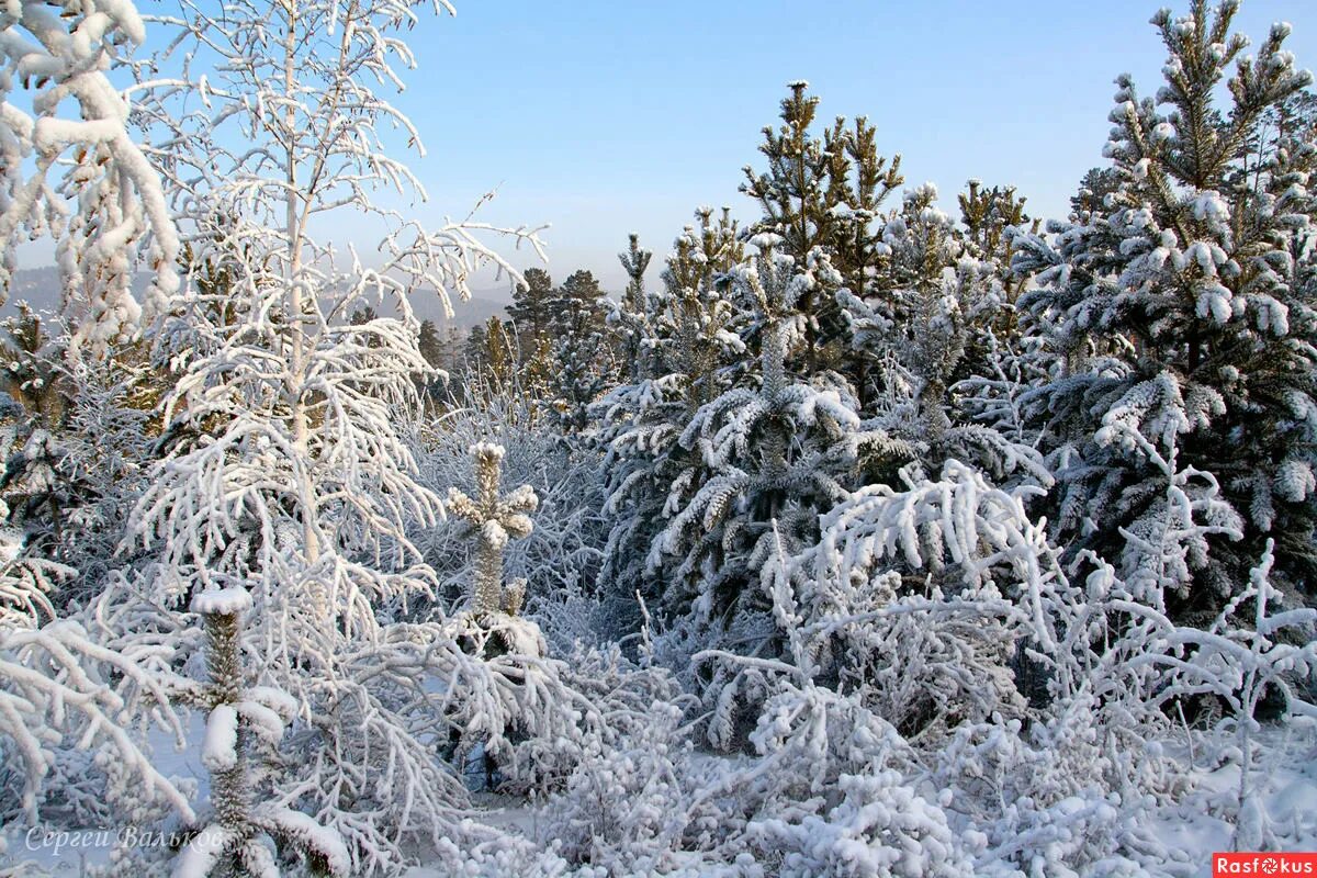 яблоки зимний банан. медуница «яблоки на снегу» сорт. яблоня зимняя пермякова. зимние деревья. яблоня под снегом.