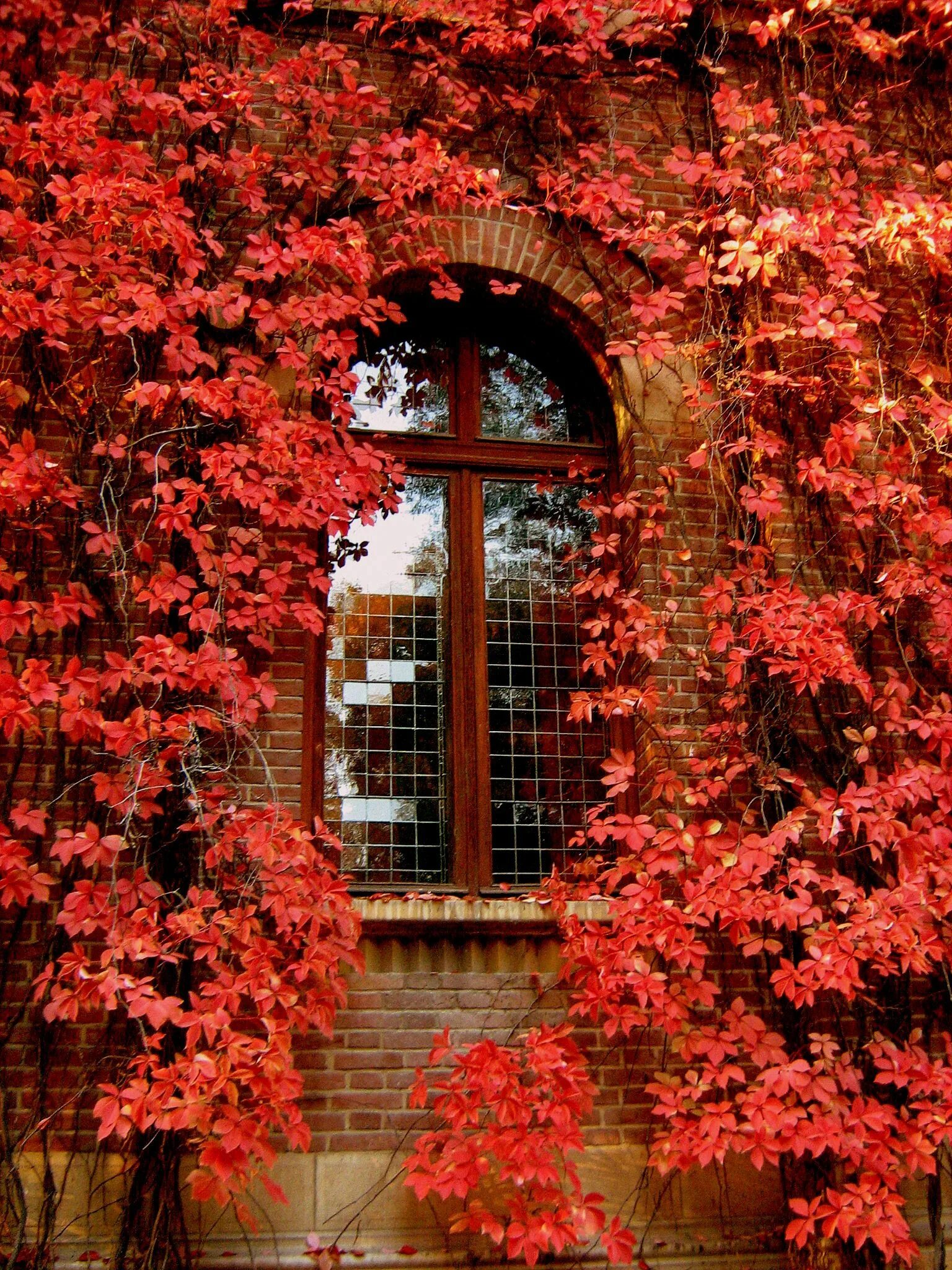 Red window